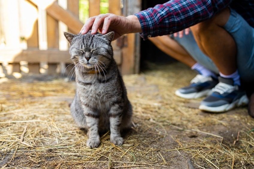 udomowienie dzikiego kota-min.jpg