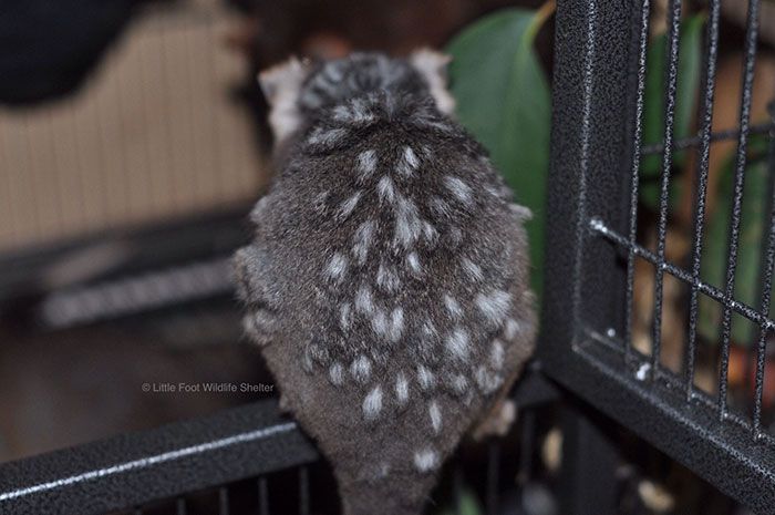 vitiligo-animals-photos-15-58b7e1dd112c1__700.jpg