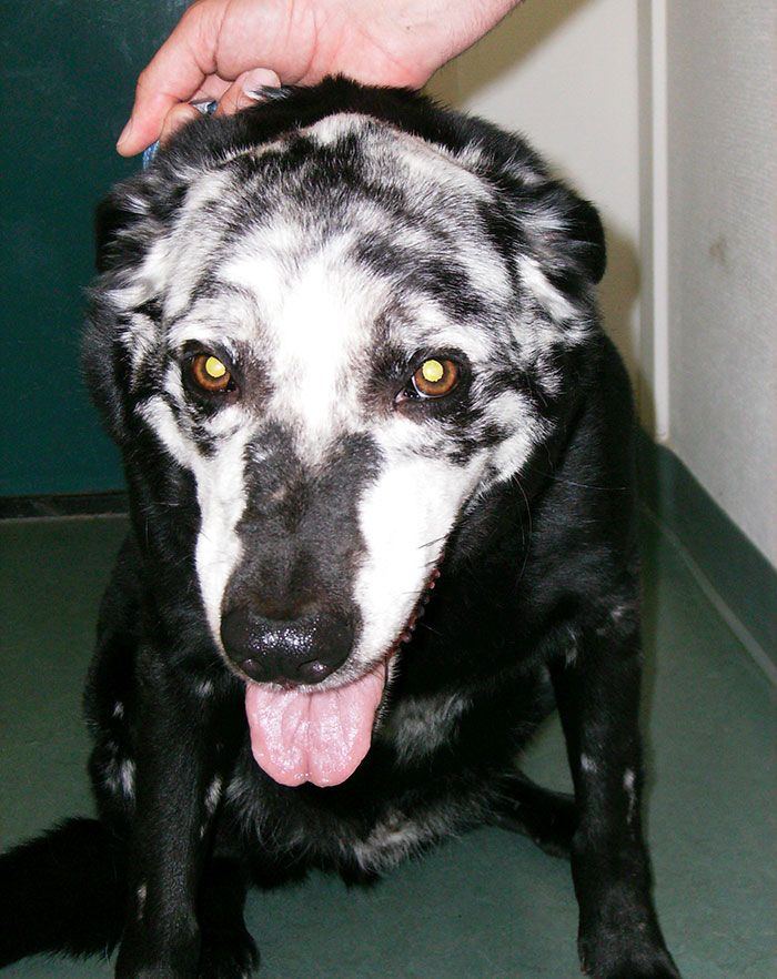 vitiligo-animals-photos-5-58b7d25344898__700.jpg