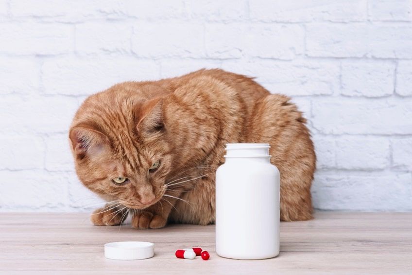 zatrucie ibuprofenem u kota-min.jpg